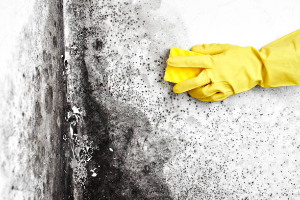 Best Commercial Mold Inspection  in Madison Heights, MI