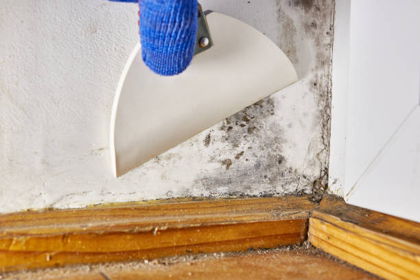 Best Flood Damage  in Madison Heights, MI