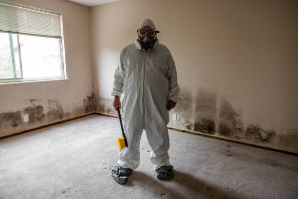 Best Mold Damage Restoration  in Madison Heights, MI